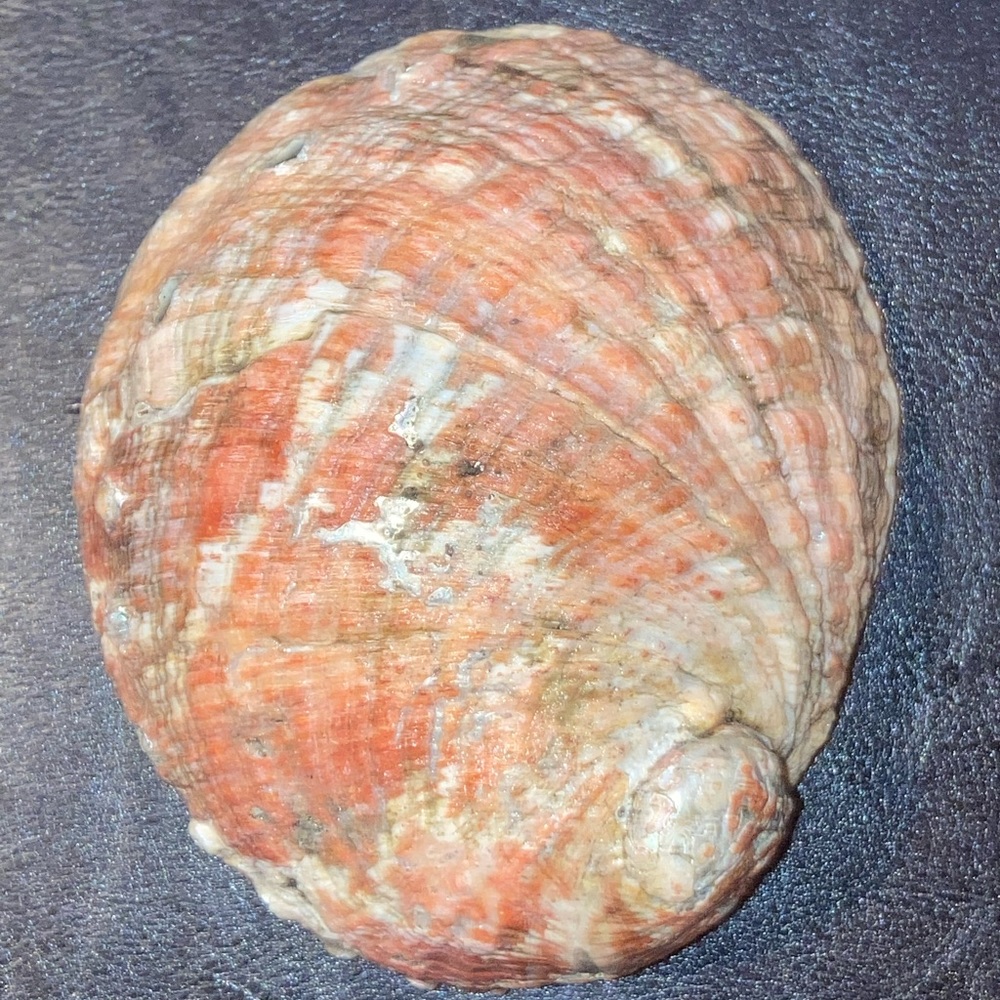 Alabone Shell - Picture 6 of 6